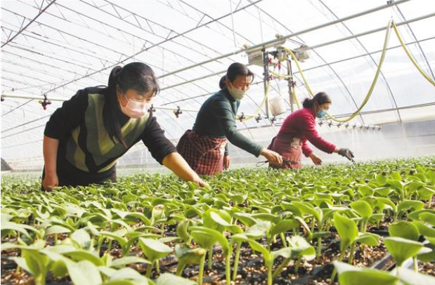 扶溝：全力確?！安嘶@子”種苗供應