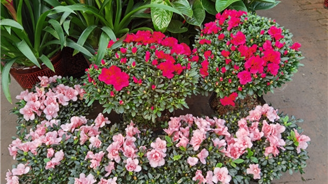 火紅年宵花，美麗過新年