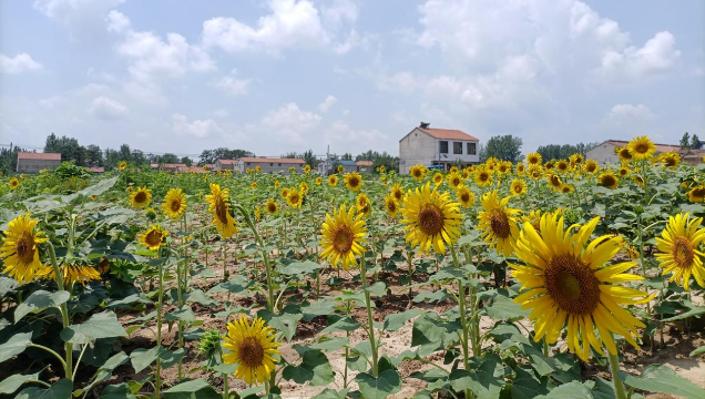 [鹿邑]馬鋪鎮(zhèn)：廢閑土地開(kāi)出“幸?；ā?> </a></TD>             </TR>           </TBODY>         </TABLE>         <TABLE class=margin_4 border=0 cellSpacing=0 cellPadding=0 width=